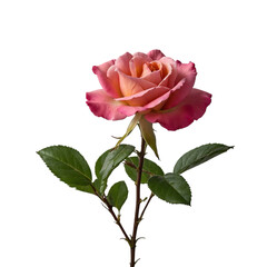Obraz premium Vibrant pink and peach rose blossom with lush green leaves on a stem, capturing the essence of natural beauty and delicate charm