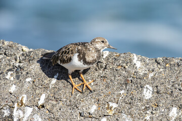 A Ruddy turnstone in its natural environment on the beach
