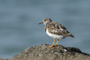 A Ruddy turnstone in its natural environment on the beach
