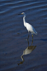 The great egret (Ardea alba), also known as great white egret,  is a large, widely distributed egret. 