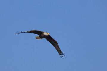 American bald eagle inflight in blue sky clutching fish. 