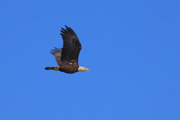 American bald eagle inflight in blue sky clutching fish. 