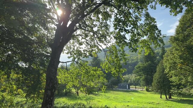 A view of a grassy meadow and forested mountain through the sun-dappled leaves of a large tree, with a small shed visible in the background on a bright day