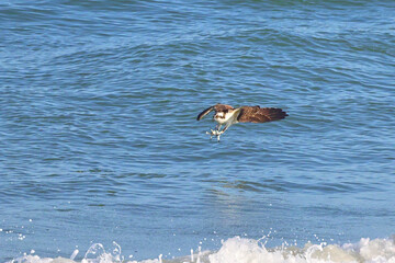 Osprey plunging diving with talons towards prey. 