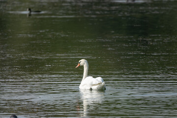 Mute swan gliding on a calm urban lake with gentle ripples