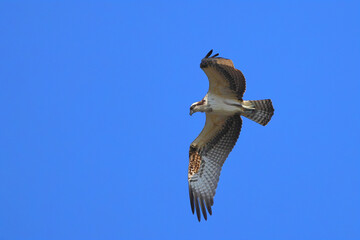 Osprey inflight against blue sky hunting prey. 