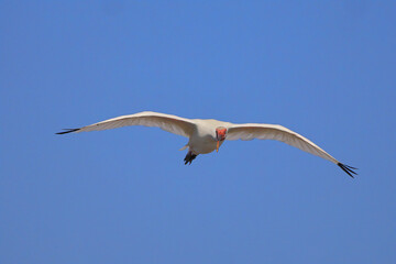 White ibis inflight against blue sky. 