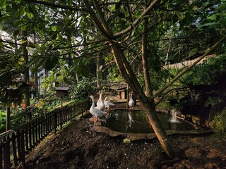 Flock of geese at the side of a small pool in a small farm in Indonesia