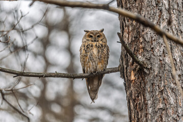 Long-eared owl (Asio otus), looking forward with wide opened eyes