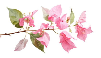 Close-up of a pink bougainvillea branch with vibrant blossoms and green leaves
