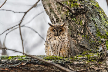 Long-eared owl (Asio otus), looking forward with wide opened eyes
