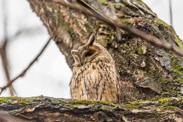 Long-eared owl (Asio otus), looking forward with wide opened eyes