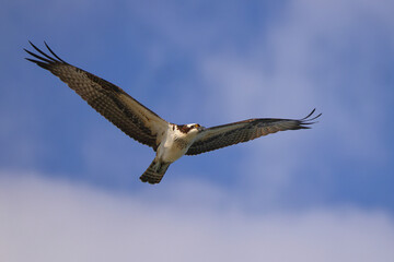 Osprey inflight against blue sky hunting prey. 