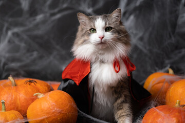 A cute grey cat is sitting with pumpkins and cobwebs in a Halloween costume. Halloween greeting card with a pet