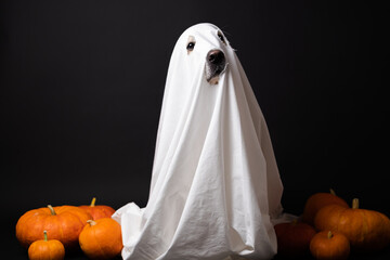 Cute ghost dog for Halloween. A golden Retriever in a ghost costume sits on a black background with pumpkins