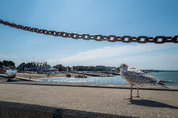 Young Herring Gull on a sea wall in Whitstable, Kent, UK. A safety chain runs above its head and a bucket used for collecting crabs is on the wall. The beach and groynes are in shallow focus.