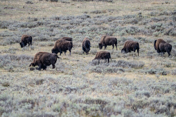 The American bison, American buffalo, or simply buffalo. Hayden Valley at Trout Creek,  Yellowstone National Park, Wyoming. 
