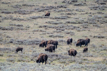 The American bison, American buffalo, or simply buffalo. Hayden Valley at Trout Creek,  Yellowstone National Park, Wyoming. 
