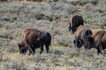 The American bison, American buffalo, or simply buffalo. Hayden Valley at Trout Creek,  Yellowstone National Park, Wyoming. 
