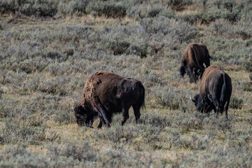 The American bison, American buffalo, or simply buffalo. Hayden Valley at Trout Creek,  Yellowstone National Park, Wyoming. 
