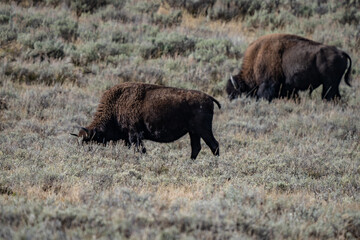 The American bison, American buffalo, or simply buffalo. Hayden Valley at Trout Creek,  Yellowstone National Park, Wyoming. 
