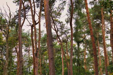 Fototapeta premium Pine tree trunks and branches in summer forest woodland natural background closeup