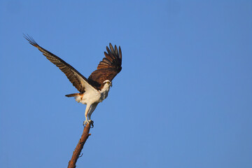 Osprey inflight against blue sky hunting prey. 