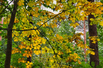 Green and yellow maple leaves in autumn forest woodland seasonal nature background