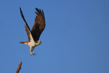 Osprey inflight against blue sky hunting prey. 