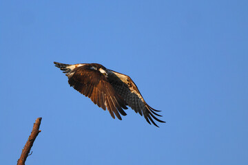 Osprey inflight against blue sky hunting prey. 