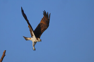 Osprey inflight against blue sky hunting prey. 