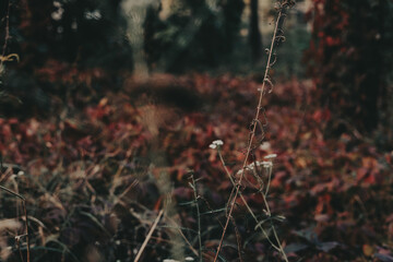 Autumnal forest scene with dried plants in foreground. A serene autumn forest scene with dried plants in the foreground. Moody backdrop.