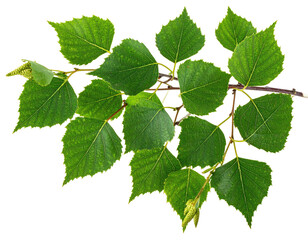 A branch of vibrant green birch leaves