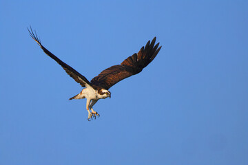 Osprey inflight against blue sky hunting prey. 
