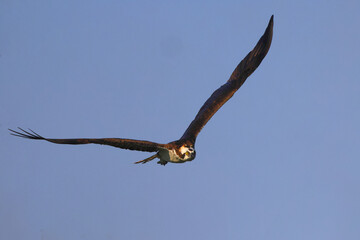 Osprey inflight against blue sky hunting prey. 