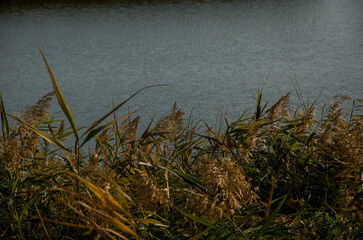Golden Reeds and Green Grasses at the Edge of a Rippling Blue Lake