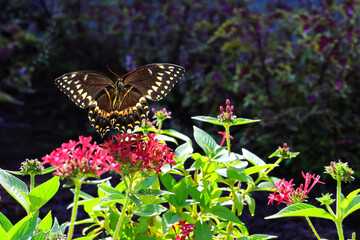 Papilio palamedes black and orange butterfly flying among red flowers. 