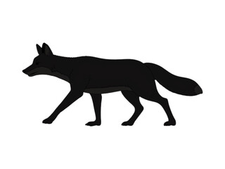 Black fox isolated on transparent background.