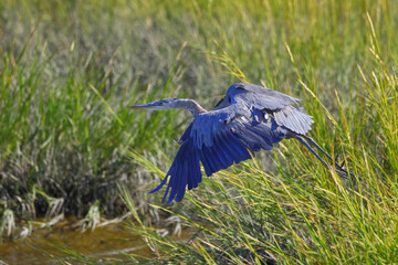 Great blue heron inflight in saltwater marsh. 