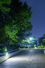 誰もいない夜のベンチと木々