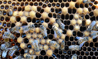 Closed drone brood in the bottom of the bee frame