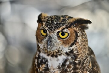 Great Horned Owl close up shot