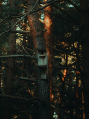 house in the woods