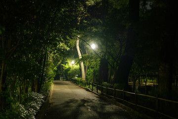 Fototapeta premium 公園のナイトウォーク — 安らぎの緑と光