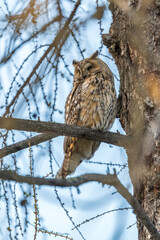 Long-eared owl (Asio otus), looking forward with wide opened eyes