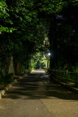 しっとりとした木陰の夜道（コピースペースあり）