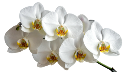 Close-up of a cluster of white orchids.  Soft focus, showcasing delicate petals and a  yellow-orange center