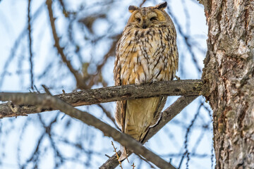 Long-eared owl (Asio otus), looking forward with wide opened eyes