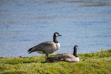 The Canada goose (Branta canadensis) is a large species of goose. Hayden Valley, Yellowstone National Park, Wyoming.  The Yellowstone River 

