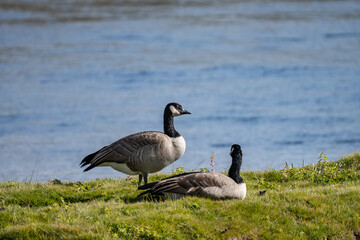 The Canada goose (Branta canadensis) is a large species of goose. Hayden Valley, Yellowstone National Park, Wyoming.  The Yellowstone River 

